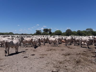 La ganaderia con mas de 1.700.000 cabeza de ganado vacuno, es la principal actividad economica en el Alto Paraguay