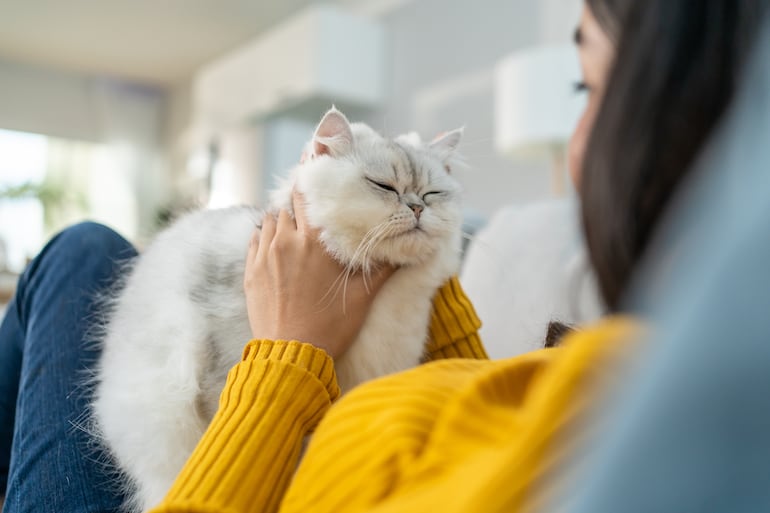 “Baby talk” con mascotas: por qué hablarles como bebés puede tener efectos positivos. La imagen muestra a una gata y su humana.