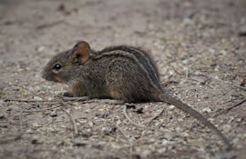 Ratón rayado africano.
