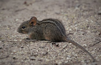 Ratón rayado africano.