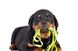 Cachorro con correa, listo para salir de paseo.