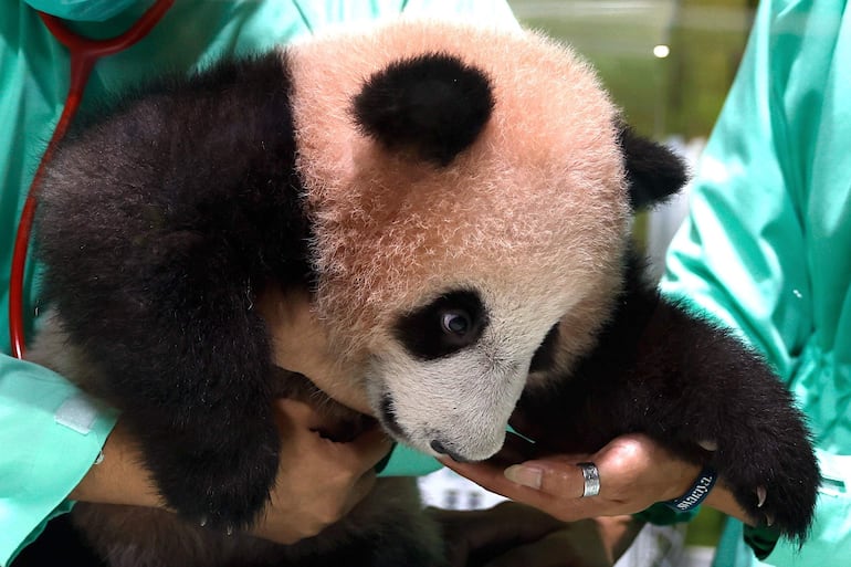 El cachorro de panda gigante Satrio Wiratama, apodado “Rio”, se somete a un examen médico de rutina en el Taman Safari Indonesia en Bogor, Indonesia, el 15 de mayo de 2026.