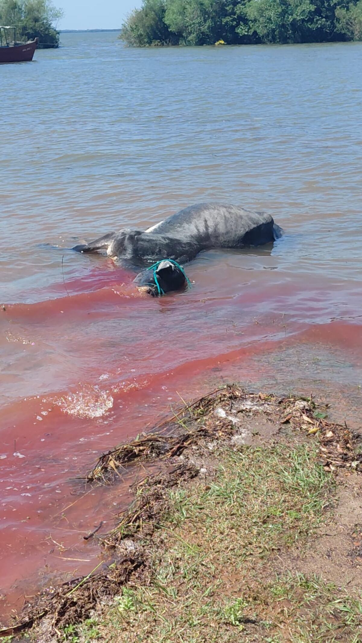 Crecida del Paraná obliga a evacuar animales en zonas rurales de Cerrito