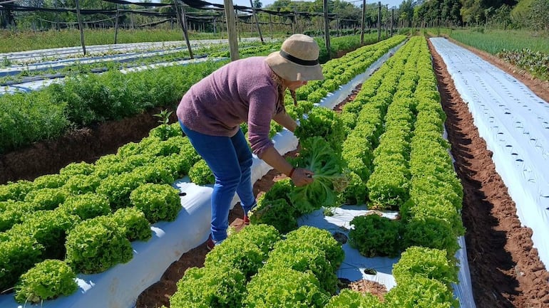 Mujer con camiseta rosa y sombrero cosechando lechugas en un jardín con hileras ordenadas y luz solar.
