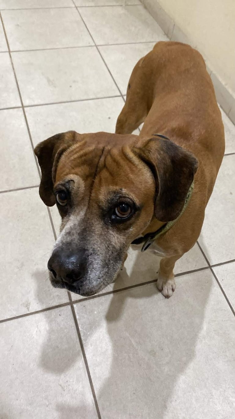 Perro marrón claro con manchas oscuras, orejas caídas y mirada curiosa, rodeado de un entorno hogareño.