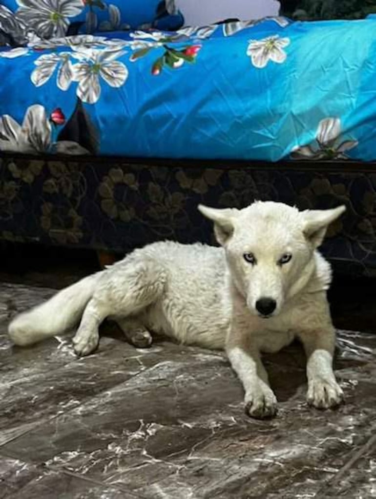 Cachorra de pelaje blanco acostada en un ambiente doméstico con un colchón azul y edredón floral colorido.