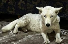 Cachorra de pelaje blanco acostada en un ambiente doméstico con un colchón azul y edredón floral colorido.