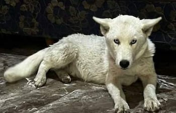 Cachorra de pelaje blanco acostada en un ambiente doméstico con un colchón azul y edredón floral colorido.