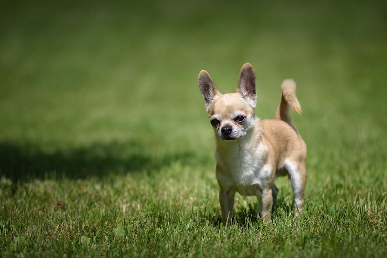 Perro chihuahua de pelo corto.