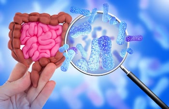 Microbiota y peso: relación entre las bacterias de tu intestino y la facilidad para quemar grasa.