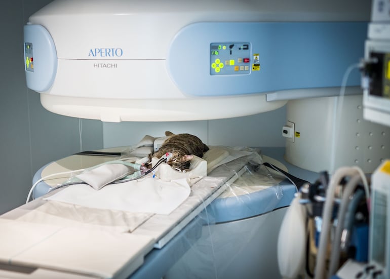 Gato, en resonancia magnética: actualmente también es posible realizar diagnósticos precisos en animales.