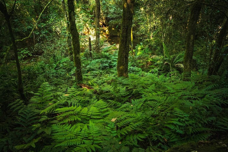 Entorno natural de densa selva con árboles altos y un suelo cubierto de helechos verdes vibrantes, sin personas visibles.