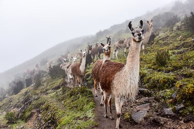 Llama (Lama glama).