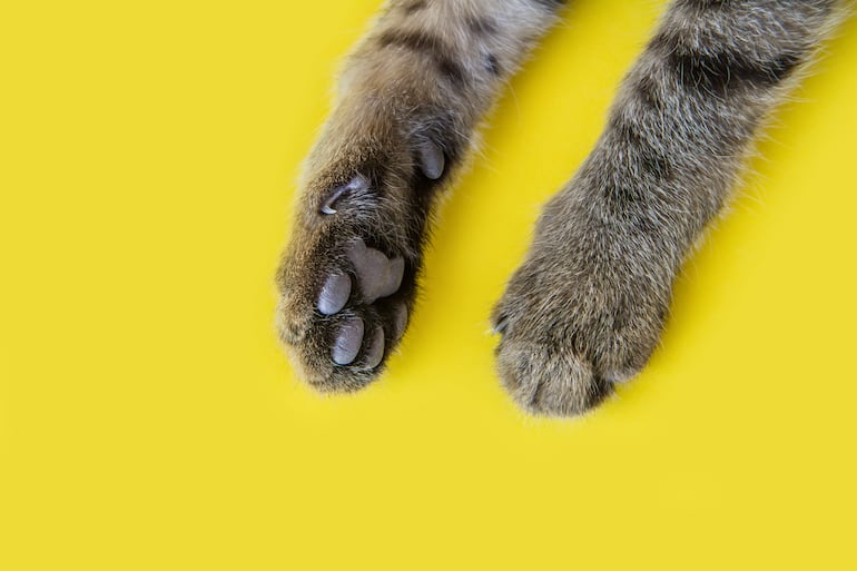 Patas de gato.