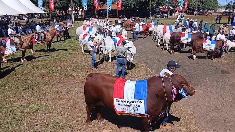 Desfile de animales consagrados como Grandes Campeones, durante la inauguración de la Expo Amambay 2026.