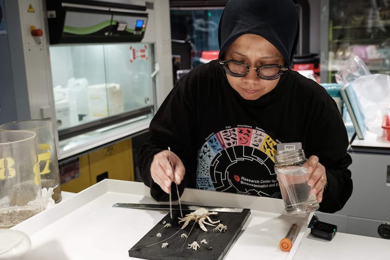 Esta foto, tomada el 10 de enero de 2026, muestra a la especialista indonesia en crustáceos Pipit Pitriana, de la Agencia Nacional de Investigación e Innovación (BRIN), organizando especímenes de aguas profundas recolectados por un sumergible a bordo del OceanXplorer.