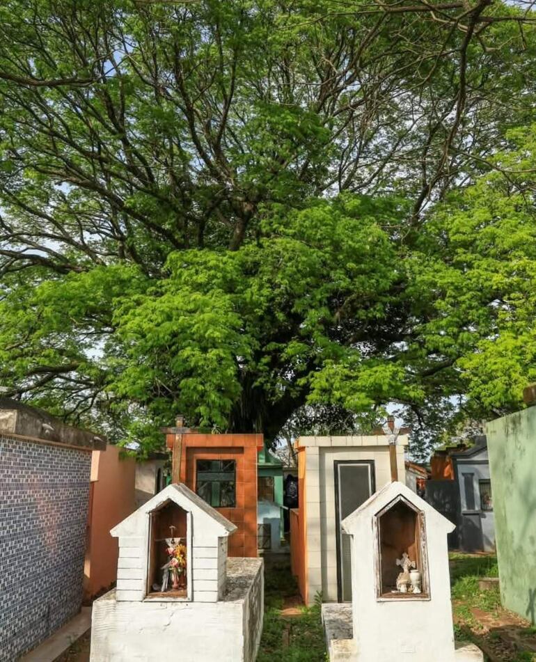 Cementerio con criptas blancas y ofrendas florales, bajo un gran árbol, en un día despejado.