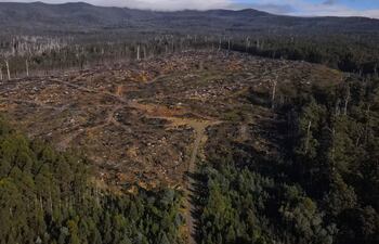 Esta fotografía aérea, tomada el 24 de marzo de 2025, muestra una sección parcialmente talada del bosque en el Grove of Giants, en el valle de Huon, Tasmania.