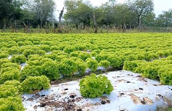 Campo de lechugas en hileras verdes vibrantes con plástico blanco en el suelo y árboles al fondo.