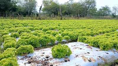 Campo de lechugas en hileras verdes vibrantes con plástico blanco en el suelo y árboles al fondo.