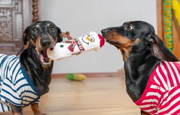 Perros salchicha con un juguete.