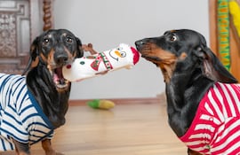 Perros salchicha con un juguete.
