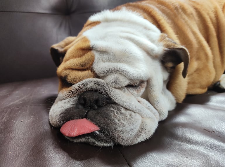 Bulldog inglés durmiendo.