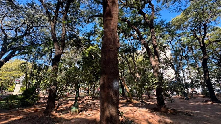 Entorno natural en la Plaza Uruguaya, con densa vegetación y árboles en un día soleado. Sin personas visibles.