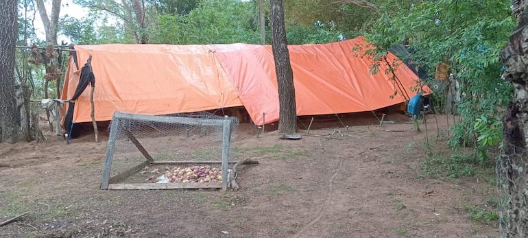 Carpas naranjas en un entorno natural, con vegetación densa y una pequeña construcción de madera en primer plano.