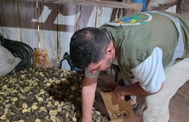 El jefe del Departamento del Senave, Ing. Jorge Torres, tomó muestras de papa para su análisis.