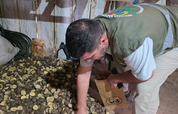 El jefe del Departamento del Senave, Ing. Jorge Torres, tomó muestras de papa para su análisis.