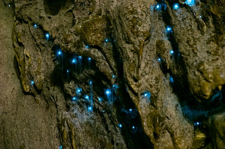 Glowworm Caves, Waitomo, Nueva Zelanda.