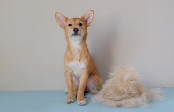 Muda de pelos en perros.