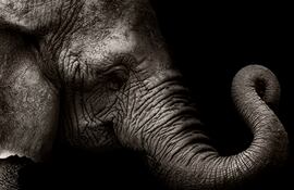 Cabeza de elefante, imagen ilustrativa.