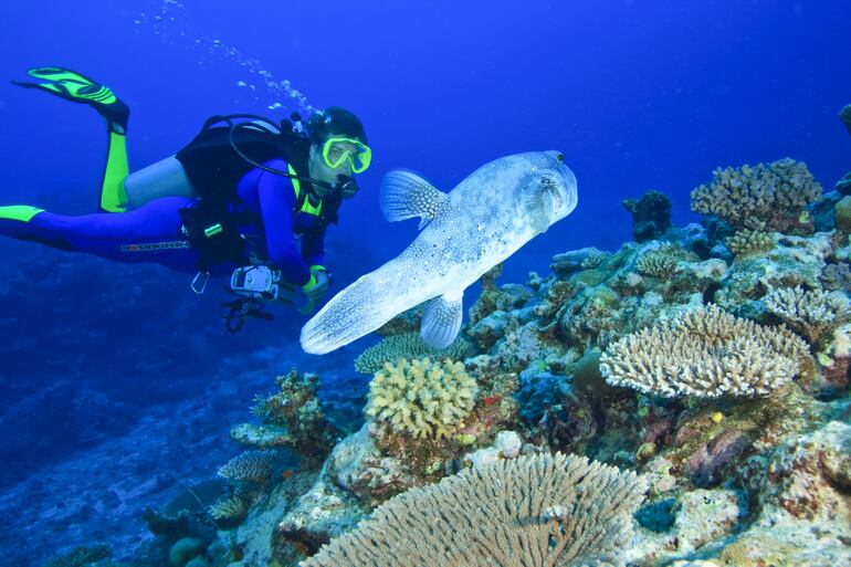 Buceo en Viti Levu, Fiji.