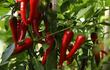 Ají: picante en el paladar y difícil en el campo