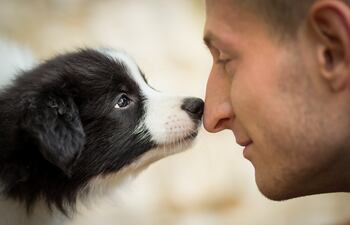 Mirada entre un perro y su humano.