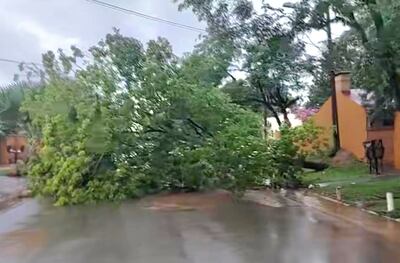 Un árbol caído sobre la Avda. Jaime San Just de Coronel Oviedo