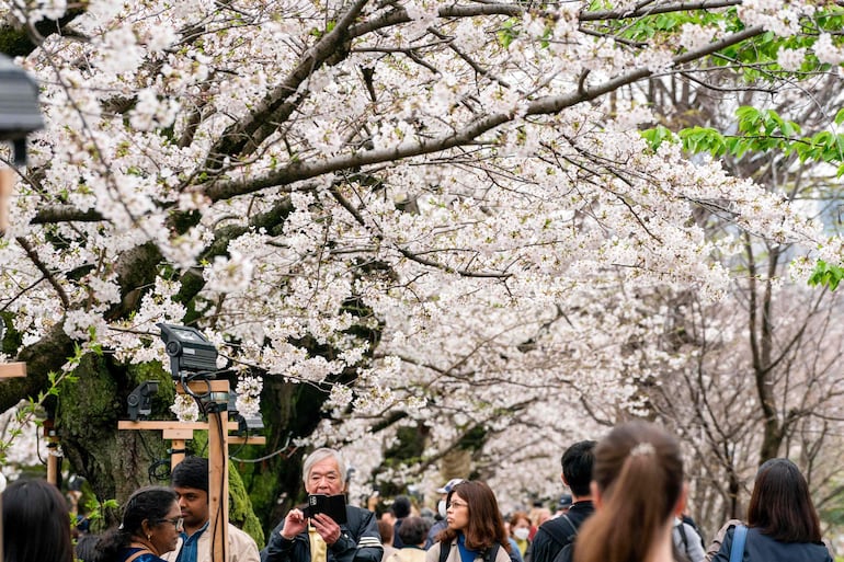 Los cerezos están en plena floración en Tokio, cerca del Palacio Imperial.