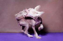 Perro persigue su cola.