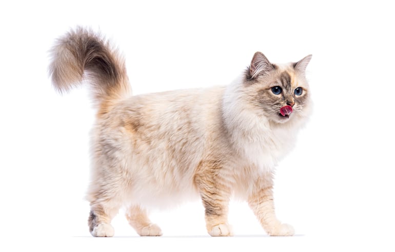 ¿Tu gato tiene hambre o solo busca atención?