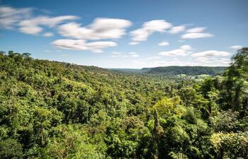 Reserva del bosque Mbaracayú