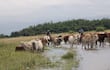 Archivo.Productores advierten que podrían desaparecer si las autoridades no intervienen con urgencia para limpiar los cauces hídricos, cuya obstrucción agrava las inundaciones y pone en riesgo la producción agropecuaria.