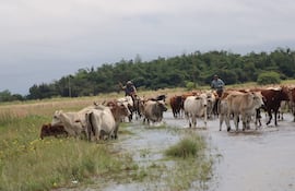Archivo.Productores advierten que podrían desaparecer si las autoridades no intervienen con urgencia para limpiar los cauces hídricos, cuya obstrucción agrava las inundaciones y pone en riesgo la producción agropecuaria.