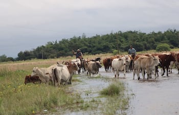 Archivo.Productores advierten que podrían desaparecer si las autoridades no intervienen con urgencia para limpiar los cauces hídricos, cuya obstrucción agrava las inundaciones y pone en riesgo la producción agropecuaria.
