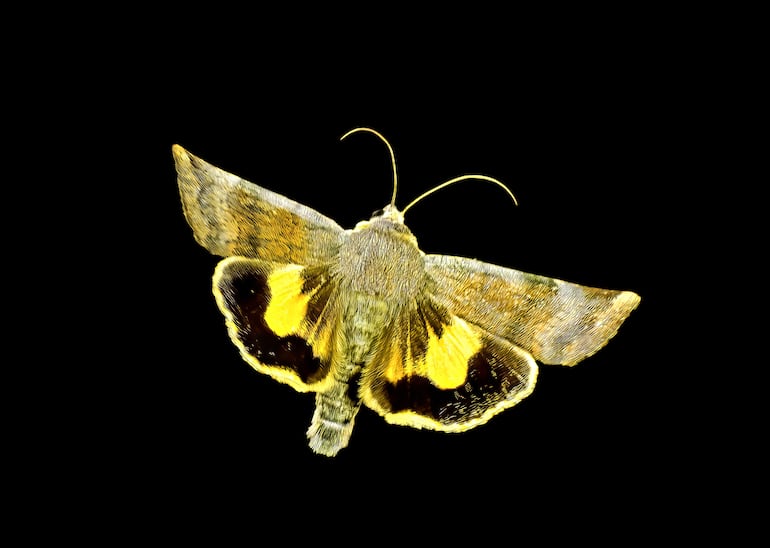 Polilla.