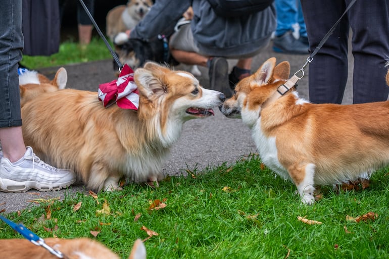Perros en el parque.
