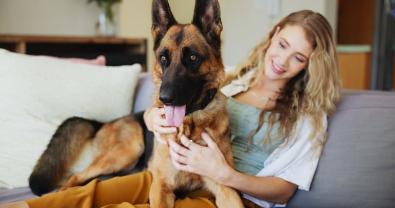 Qué es la pseudogestación en perras.
