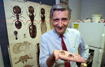 Edward O. Wilson en junio de 1991, flamante ganador de un premio Pulitzer (Foto: AP).
