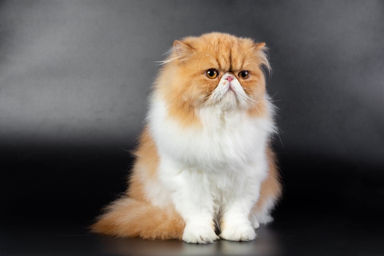 Gato persa.
